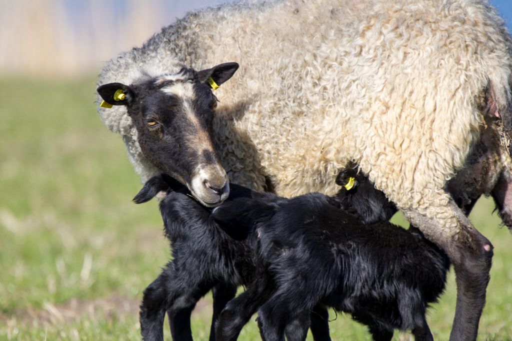 Ovis aries Domestic Sheep Tamfår